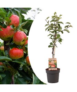 Malus domestica árbol de manzana - Malus Elstar - Maceta 21cm - Altura 90-100cm
