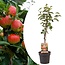 Jabłoń Malus domestica - Malus Elstar - ⌀21cm - Wysokoś 90-100cm