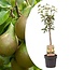 Pyrus communis 'Conference' perenboom - Fruitboom - Pot 21cm - Hoogte 90-100cm