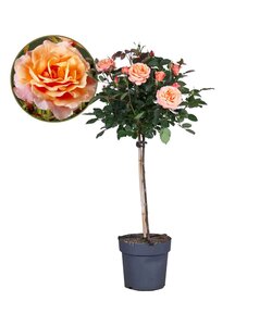 Rosa Palace 'Catherine' - Stængelrose - Træ - Orange - ⌀19 cm - Højde 80-100 cm