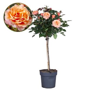 Rosa Palace 'Catherine' - Stem rose - Tree - Orange - ⌀19cm - Height 80-100 cm