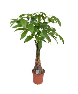 Pachira aquatica 'Money Tree' - Houseplant - ø24cm - Height 110-120 cm