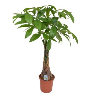 Pachira Aquatica - Geldbaum - Glückskastanie - Topf 24cm - Höhe 110-120cm