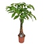 Pachira aquatica 'Money Tree' - Houseplant - ø24cm - Height 110-120 cm