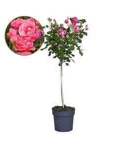 Rosa Palace Topkapi - Rosa standard perenne - Vaso 19cm - Altezza 80-100cm