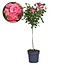 Rosa Palace Topkapi - Rosa standard perenne - Vaso 19cm - Altezza 80-100cm