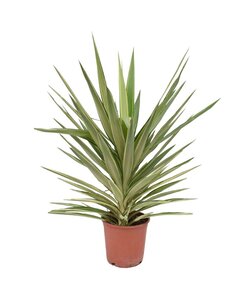 Yucca elephantipes 'Jewel' - Palmlilie -XL Palme - Topf 21cm - Höhe 60-70cm