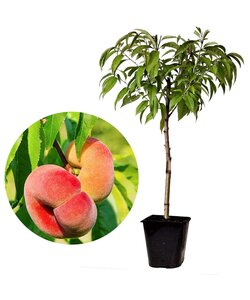Prunus Persica 'Saturne' - Pêcher - Arbre fruitier - Pot 15 cm - Hauteur 60-70cm