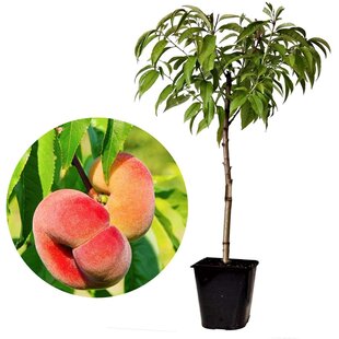 Prunus Persica Saturne - Pfirsichbaum - Topf 15 cm - Höhe 60-70cm