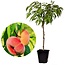 Prunus Persica 'Saturne' - Perzikboom - Fruitboom - Pot 15 cm - Hoogte 60-70cm