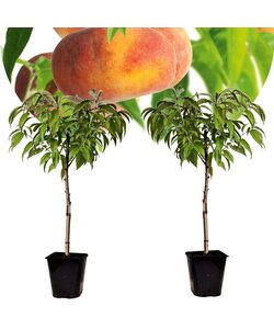 Prunus Persica Saturne - 2er Set - Pfirsichbaum - Topf 15 cm - Höhe 60-70cm
