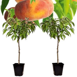 Prunus Persica 'Saturne' - Set of 2 - Peach tree - ø15cm - Height 60-70cm