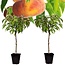 Prunus Persica Saturne - 2er Set - Pfirsichbaum - Topf 15 cm - Höhe 60-70cm
