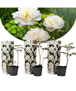 Paeonia Duchesse de Nemours - Wit - Set van 3 - Pioenroos - ⌀9cm - Hoogte 0-40cm