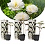 Paeonia Duchesse de Nemours - White - Set of 3 - Peony - ⌀9cm - Height 0-40cm