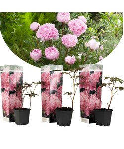 Paeonia 'Sarah Bernhardt' - Pink - Set of 3 - Peony - ⌀9cm - Height 0-40cm