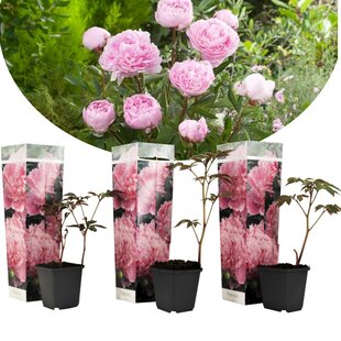 Paeonia 'Sarah Bernhardt' - Pink - Set of 3 - Peony - ⌀9cm - Height 0-40cm