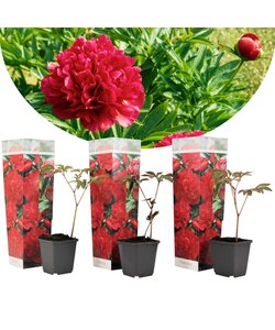 Paeonia 'Rubra Plena' - Red - Set of 3 - Peony - ⌀9cm - Height 0-40cm