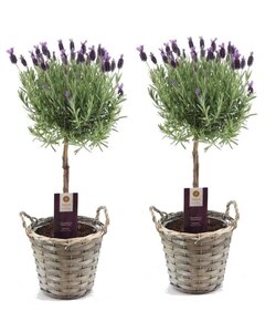 Lavandula stoechas Anouk - Lavendel im Korb - 2er Set - Topf 15cm - Höhe 45-55cm