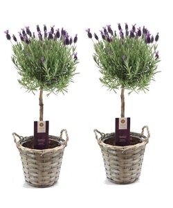 Lavandula stoechas Anouk - lavender in basket - Set of 2 - Height 45-55cm