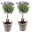 Lavandula stoechas Anouk - lavender in basket - Set of 2 - Height 45-55cm