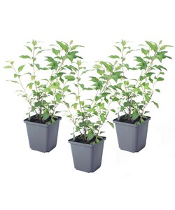 Solanum Rantonnetii 'Nachtschade' - 3 stuks - Struik - Pot 9 cm - Hoogte 25-40cm