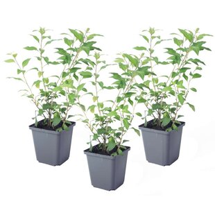 Solanum Rantonnetii 'Nightshade' - Set of 3 - Shrub - ø9cm - Height 25-40 cm