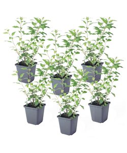 Solanum Rantonnetii 'Tesori notturni' - Set di 6 - ⌀9 cm - Altezza 25-40 cm