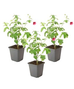 Anisodontea capensis - Kaasjeskruid - Set van 3 - Roze - ⌀9cm - Hoogte 25-40cm