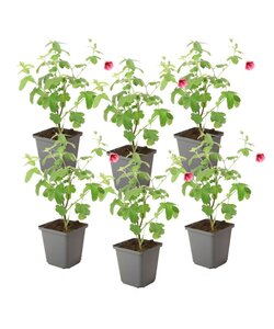 Anisodontea capensis - Kapmalve – 6er-Set - Rosa/Lila – ⌀9 cm – Höhe 25–40 cm