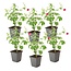 Anisodontea capensis - Cape mallow - Set of 6 - Pink - ⌀9cm - Height 25-40 cm