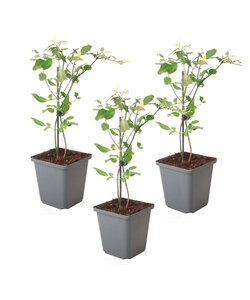 Jasmin 'Summer Scent' - 3er-Set - Kletterpflanze - Rosa - ⌀9 cm - Höhe 25-40 cm