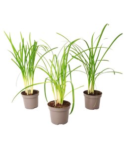 Tulbaghia 'Knobikraut' - Wild garlic - Set of 3 - øsize 9cm - Height 15-25 cm