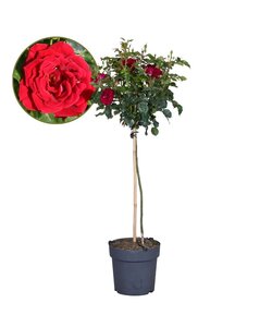 Rosa Palace 'Pride' - Rode stamrozen - Pot 19cm - Hoogte 80-100cm