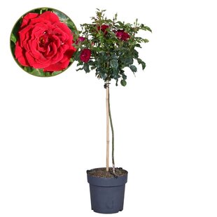 Rosa Palace Pride - Red trunk rose - ø19cm - Height 80-100cm