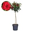 Rosa Palace Pride - Red trunk rose - ø19cm - Height 80-100cm