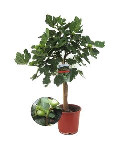 Ficus Carica - Fruitboom - Winterharde Vijgenboom - Pot 21cm - Hoogte 70-90cm