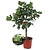 Ficus Carica - wytrzymałe drzewo figowe - Fikus - ⌀21cm - Wysokość 70-90cm