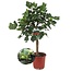 Ficus Carica - fico resistente - vaso 21 cm - Altezza 70-90 cm