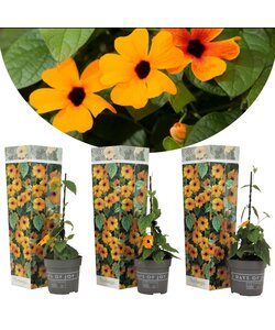 Thunbergia alata - 3er Set - Schwarzäugige Susanne - Topf 9cm - Höhe 25-40cm