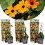 Thunbergia 'New Orange' - Set de 3 plantes - Pot 9cm - Hauteur 25-40cm