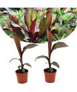 Musa ensete Maurelli roślina bananowa - Zestaw 2 - ⌀9cm - Wysokość 20-30cm