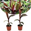 Ensete ventricosum Maurelli - Set de 2 - Bananiers - Pot 9cm - Hauteur 20-30cm