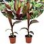 Musa ensete Maurelli roślina bananowa - Zestaw 2 - ⌀9cm - Wysokość 20-30cm