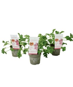 Pelargonium Planta Anti Mosquitos - juego de 3 - rosa - ⌀10 cm - altura 15-25 cm