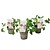 Pelargonium Capitatum 'anti myggeplante' - x3 - pink - ⌀10cm - Højde 15-25 cm