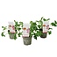 Pelargonium Capitatum 'anti moskito pflanze' - x3 - Rosa - ⌀10cm - Höhe 15-25cm