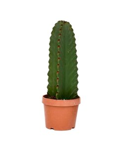 Euphorbia Ingens 'cactus vaquero' - cactus - maceta 18cm - altura 40-50cm