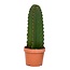 Euphorbia Ingens 'cowboy cactus' - cactus - vaso 18cm - altezza 40-50cm