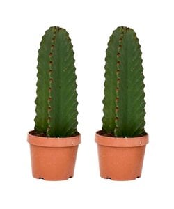 Euphorbia Ingens 'cactus cowboy' - Lot de 2 - cactus - ø18cm - hauteur 40-50cm